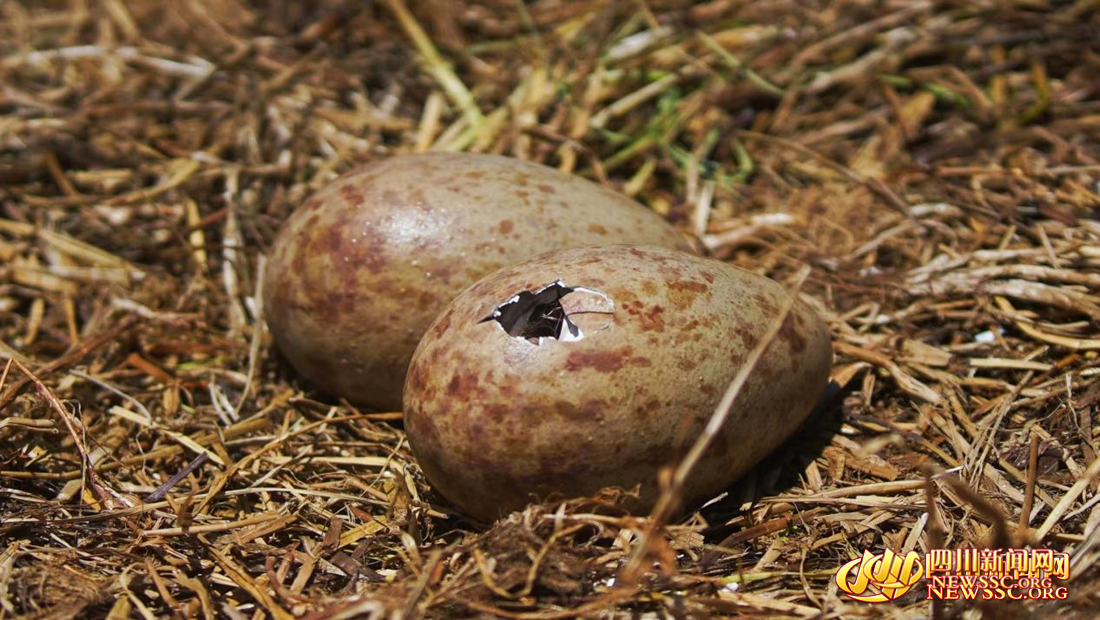 若尔盖湿地今年首枚黑颈鹤卵破壳（杨译焮 摄）.png
