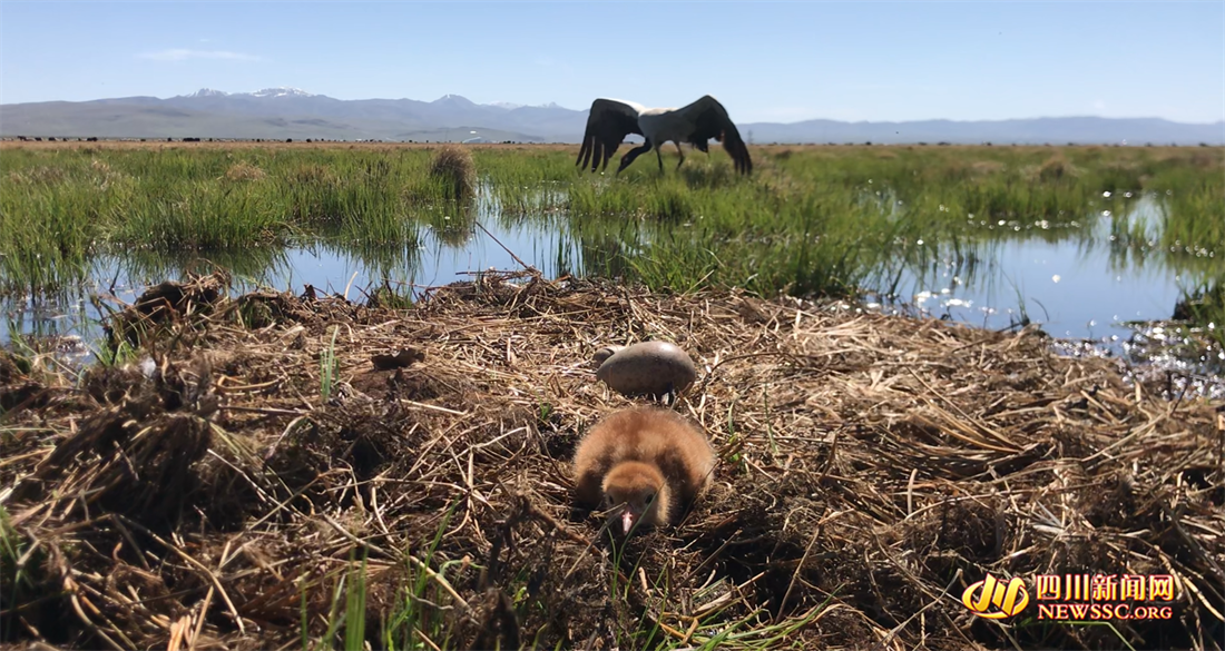 若尔盖湿地今年第一只黑颈鹤宝宝出生（如科 摄）.png