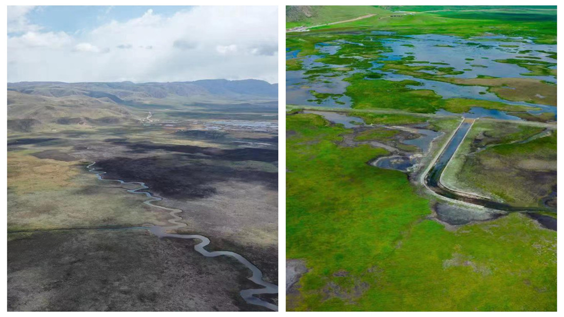 2018年-2020年，若尔盖湿地的恢复成效（图由若尔盖林草局提供)_副本.jpg