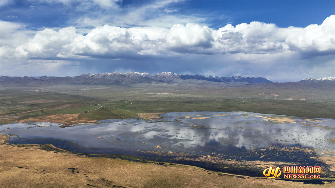 五月的若尔盖湿地，蓝天白云和湿地雪山同框（杨译焮 摄）.jpg