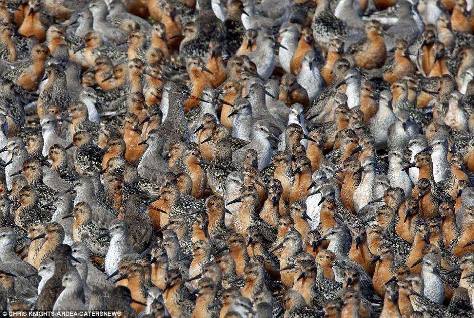 密集恐惧症者慎入！镜头直击自然界的动物大迁徙