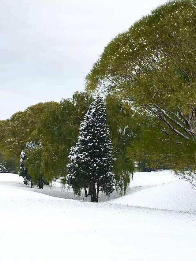 15个描写雪的片段，给京城春雪中的你