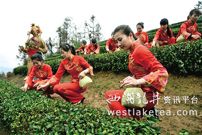 第九届苍南开茶节暨海峡两岸茶文化交流活动举行