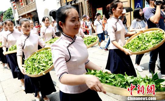 由近百人组成的“茶帮”队伍，茶帮妹子一边捧着茶叶一边“摇青” 随后而行。　记者刘可耕 摄