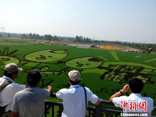 游客观赏巨型创意稻田彩绘图案“米宝一家亲”。　邓霞 摄