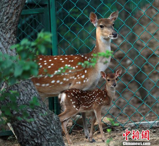 2011年，台湾赠送大陆一对梅花鹿和一对长鬃山羊入住海峡两岸交流基地威海刘公岛。入住大陆以来，台湾梅花鹿一家人丁兴旺。(资料图) 蔡润连 摄