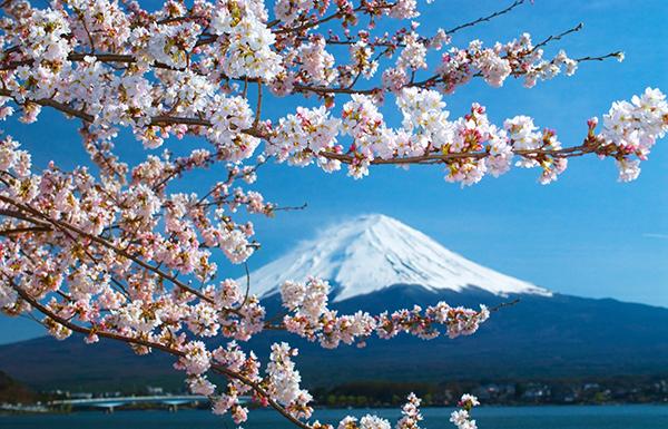 她为樱花辩护：评《神风特攻队、樱花与民族主义》