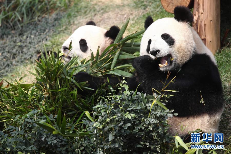 中央将向澳门特区赠送一对大熊猫