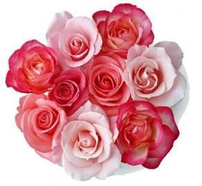 玫瑰还是汤圆？陪女友还是陪老妈？