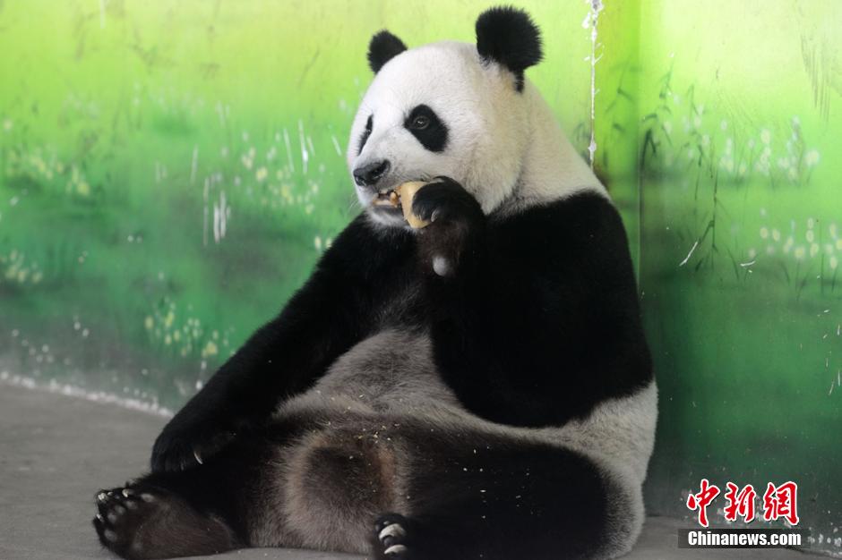 苏州大熊猫啃“月饼”过中秋
