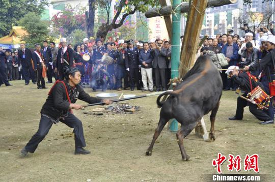 云南德宏景颇族举行剽牛仪式迎接目瑙纵歌节