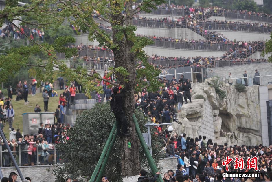 《奔跑吧兄弟》重庆录制 市民爬树“追星”