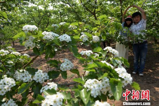 中国山楂之乡又见“山楂树之恋”（图）