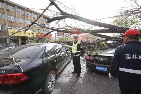 为防止砸车今年拔7500棵老杨树