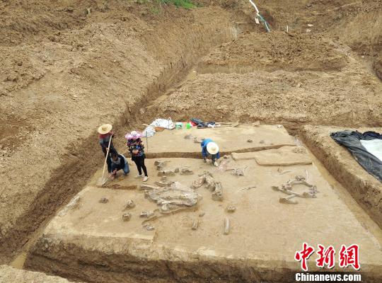 考古人员此前对该淮河象骨骼化石进行发掘时场景。(资料图) 刘林 摄