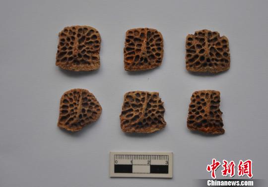 西周都城镐京遗址首次出土12块鳄鱼骨板