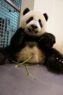 大熊猫宝宝“圆仔”出马宣传儿童防蛀牙