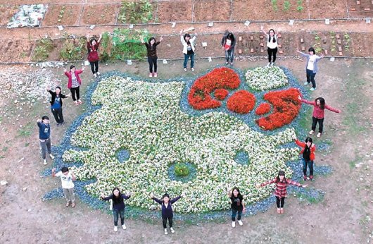 大学空地变HelloKitty花圃随季节“变脸”（图）