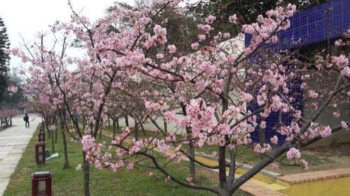 赏樱不需远行，新竹公园就可欣赏樱花盛开美景