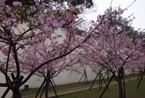 赏樱不需远行，新竹公园就可欣赏樱花盛开美景