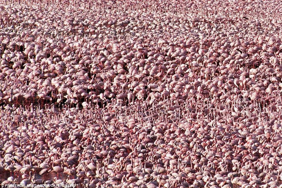 密集恐惧症者慎入镜头直击自然界的动物大迁徙