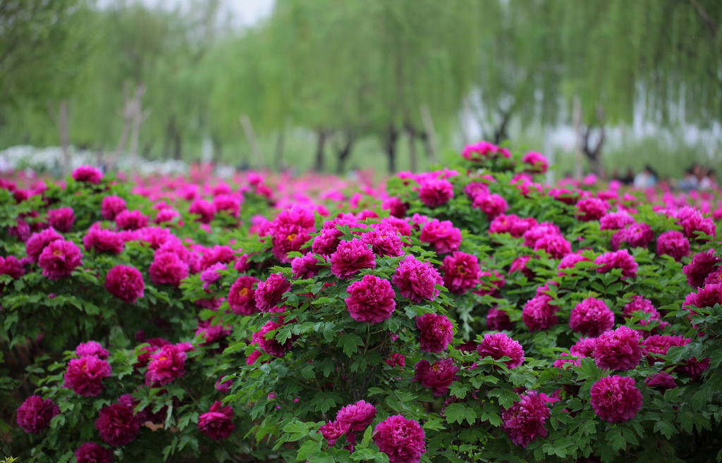 牡丹花丛中.(图片来源于网络)
